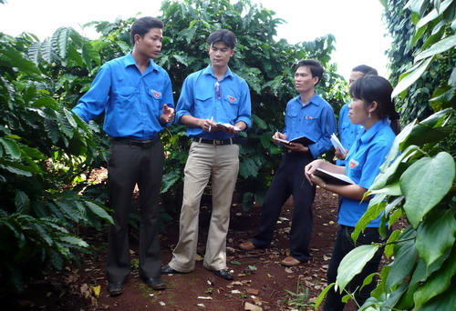 Các cán bộ Đoàn trao đổi kỹ thuật chăm sóc cây cà phê